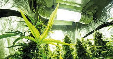 Plants de cannabis cultivés indoor